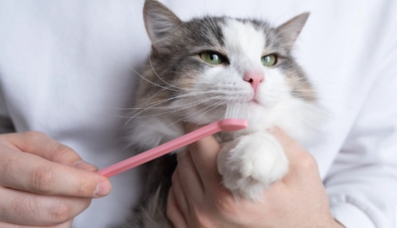貓咪刷牙方法