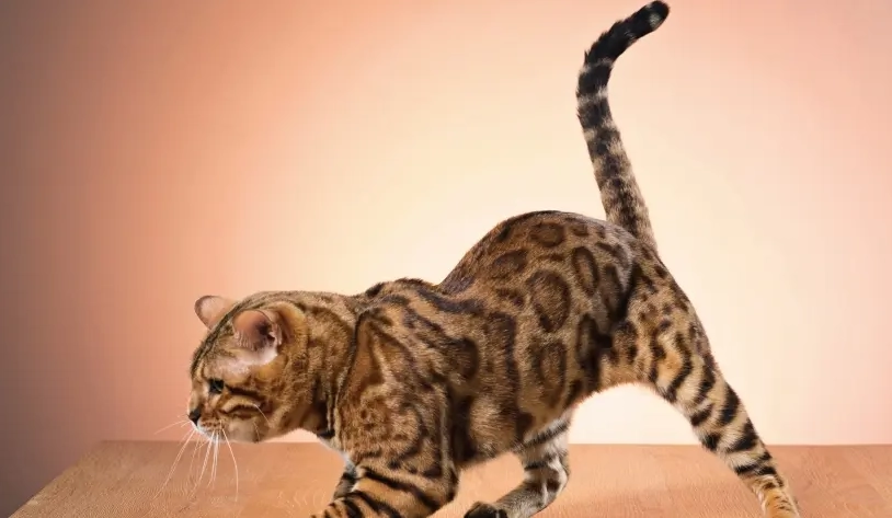 貓咪甩尾巴意思