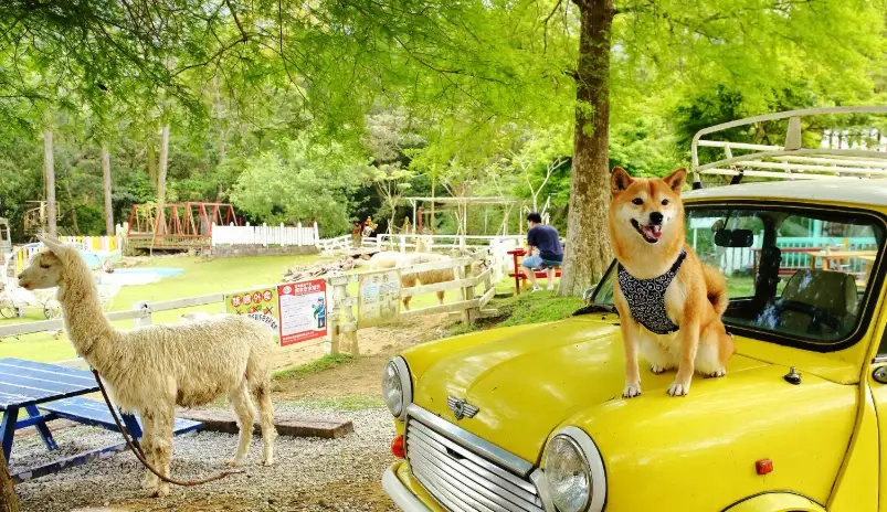 帶狗旅行台灣
