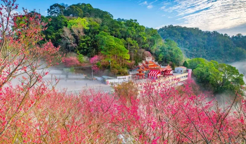 台灣賞櫻景點推薦：十大必訪秘境與完整賞櫻攻略