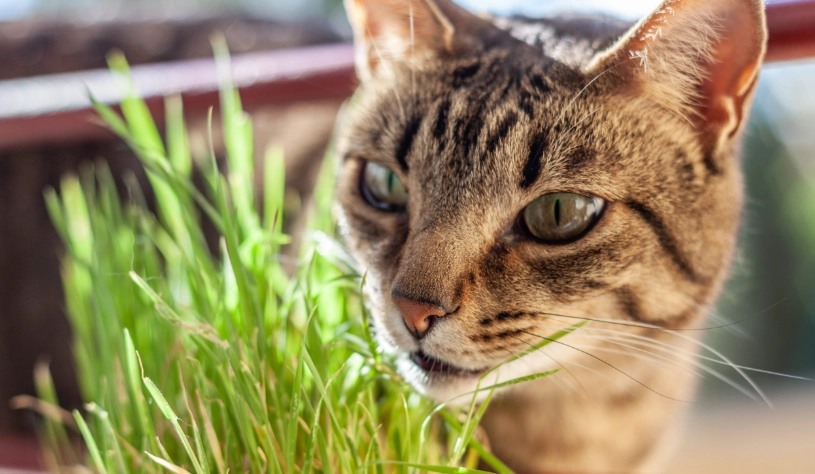 貓薄荷對貓有害嗎？安全使用指南與風險解析