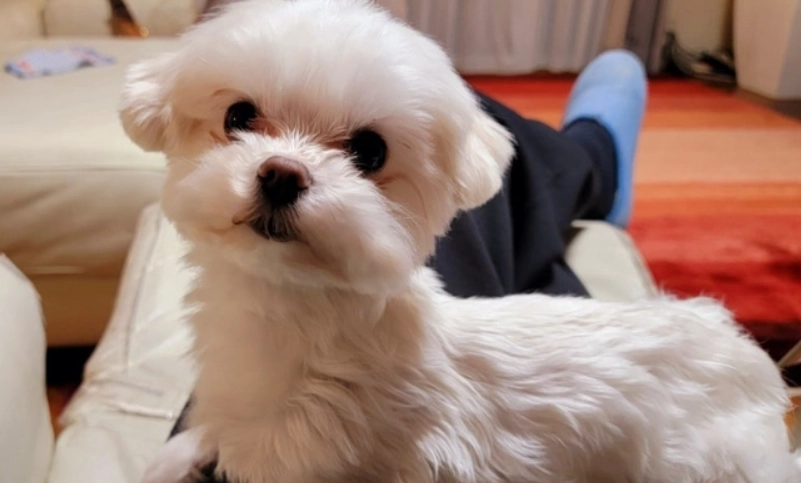 馬爾濟斯好訓練嗎