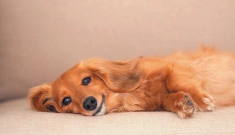 老狗脾氣差怎麼辦？破解老年犬行為改變的5大原因與實用對策