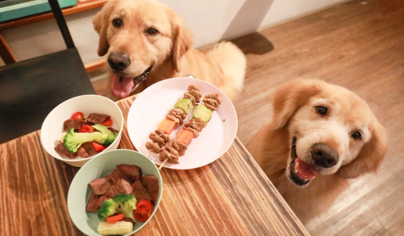 竹北寵物友善餐廳全攻略：帶毛小孩用餐的實用指南與推薦清單