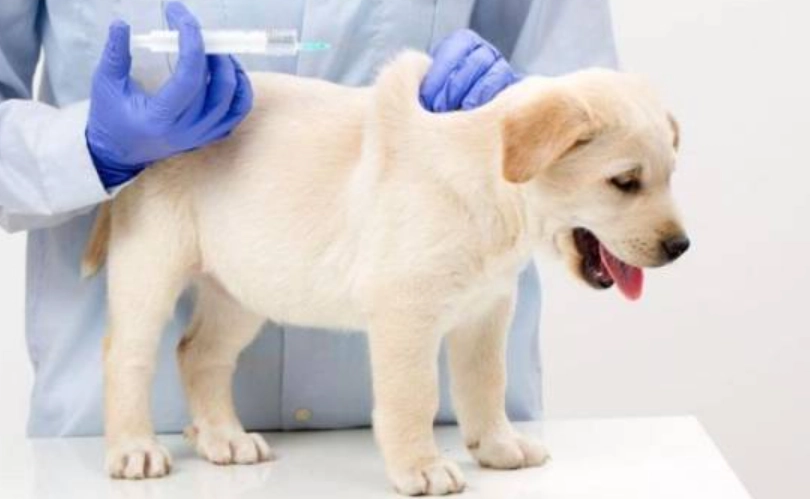 狗狗疫苗副作用