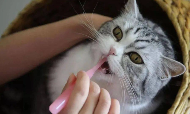 貓咪刷牙方法