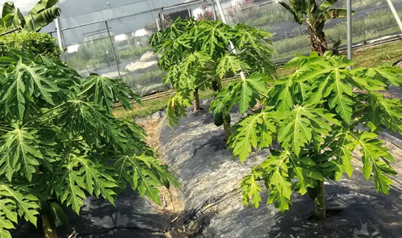 木瓜種植施肥要點