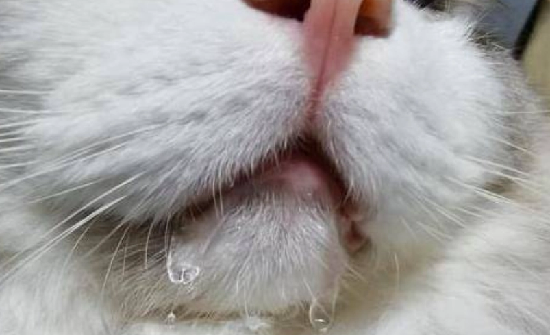 貓咪流口水原因