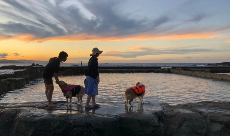 帶寵物旅行台灣全攻略：寵物友善景點、住宿與行程規劃