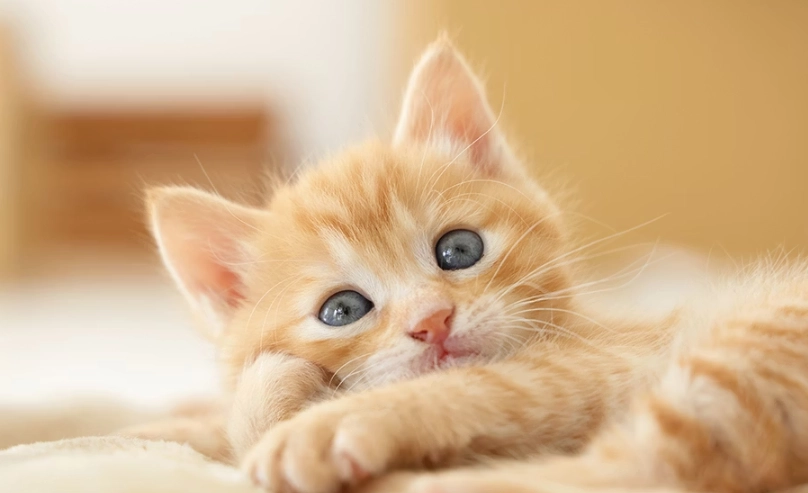 新手養貓推薦：5種性格好照顧的貓咪品種與挑選指南