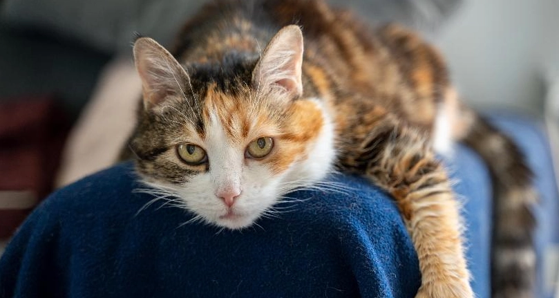 母貓結紮後情緒會變差嗎？獸醫解析行為變化與安撫指南