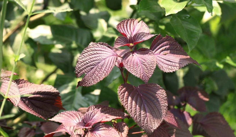 紫蘇功效與禁忌全攻略：從養生益處到安全食用指南