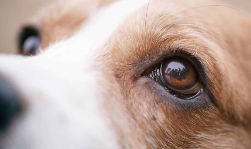 狗狗第三眼睑