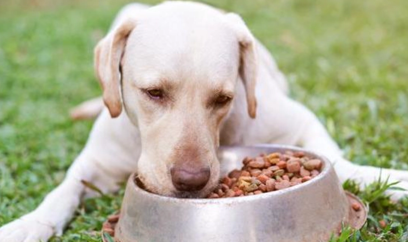 低敏狗飼料推薦