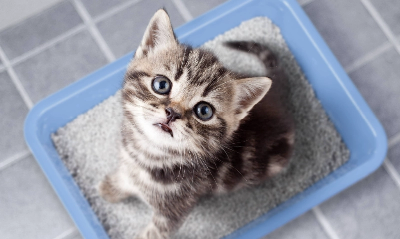 貓咪血尿又嘔吐？獸醫教你緊急判斷與處理全攻略