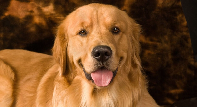 黃金獵犬平均壽命