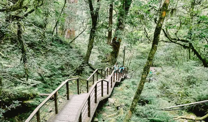 拉拉山入山證申請全攻略：神木群探訪、線上申請步驟與常見問題解答