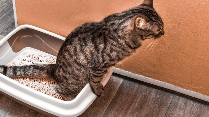 貓下泌尿道疾病