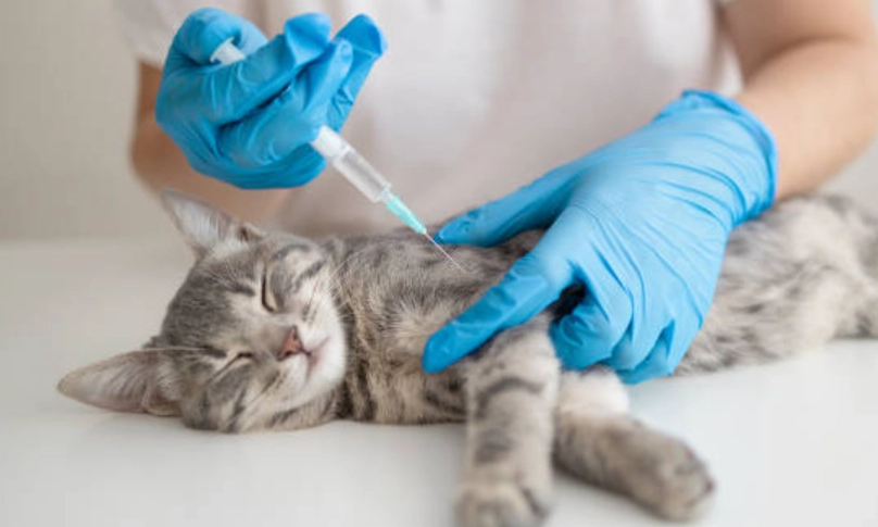 狗狗疫苗多久打一次