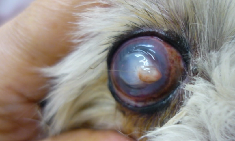 狗狗眼睛受傷治療