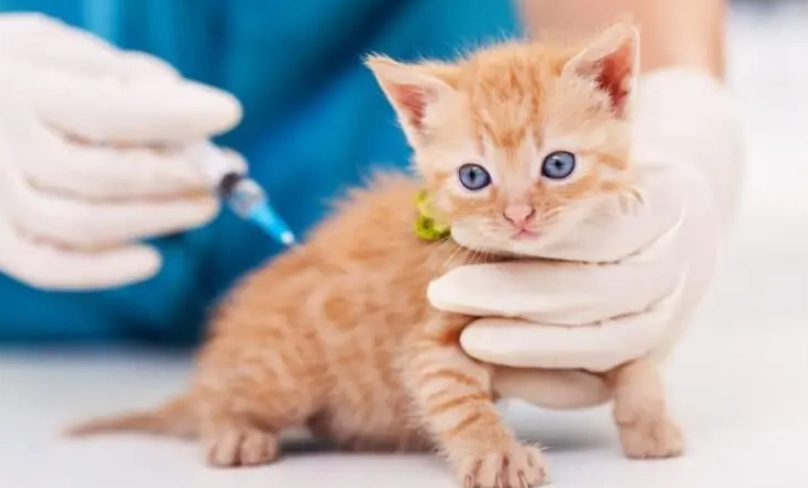 貓咪疫苗時間表