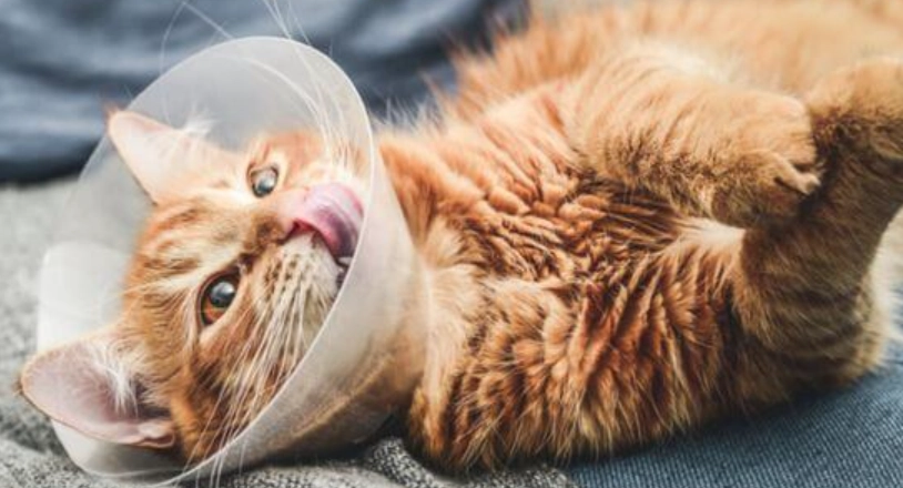 公貓結紮手術時間全攻略：黃金期、準備與術後照顧一次搞懂