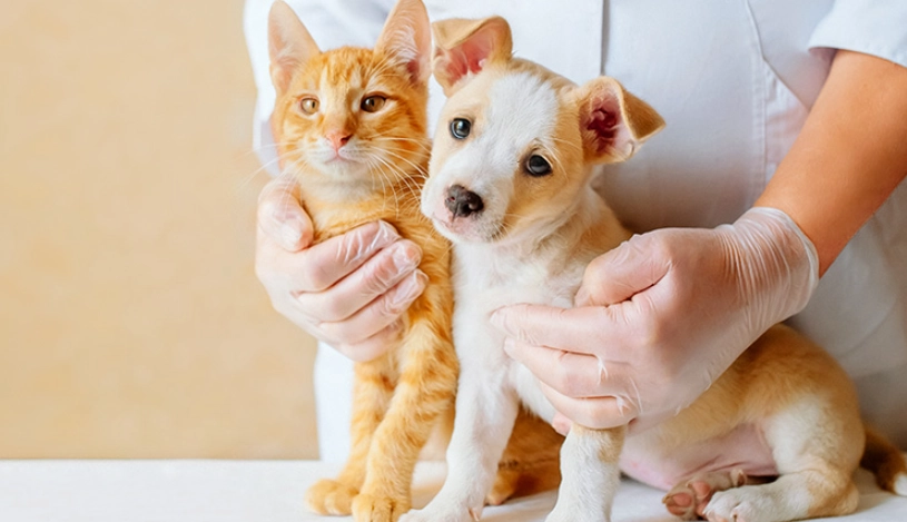 狗狗疫苗多久打一次