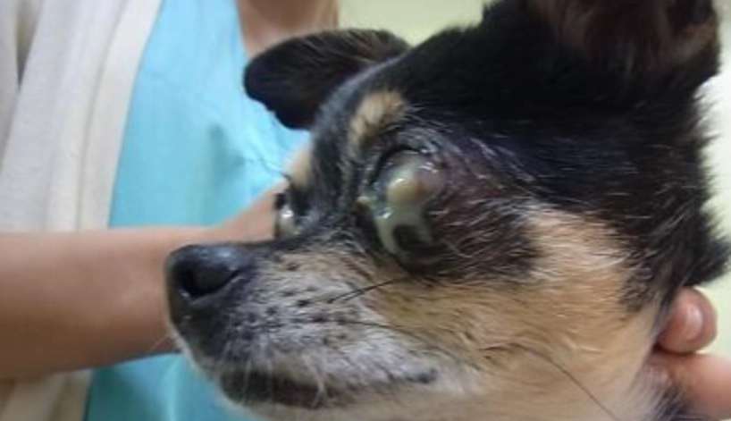 狗狗角膜穿孔急救指南：症狀、治療與照護全解析