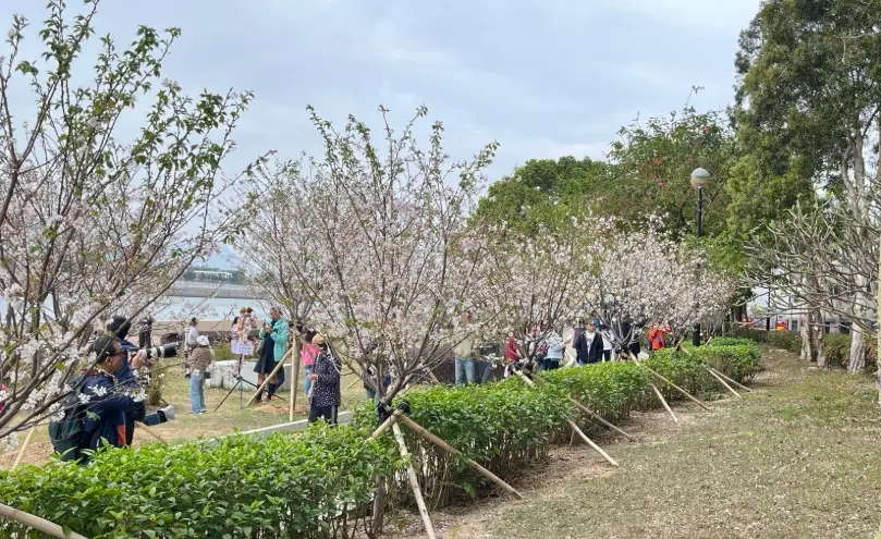 沙田石門有咩行？在地人私房景點、美食、交通全攻略