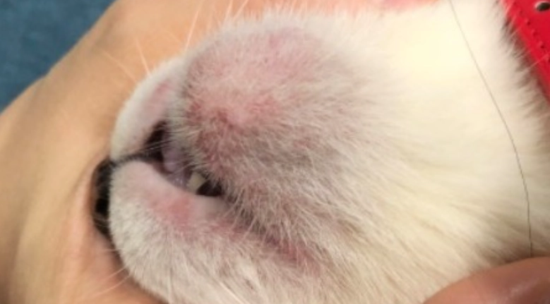 貓咪下巴腫瘤是癌症嗎？症狀、治療與居家照護全解析