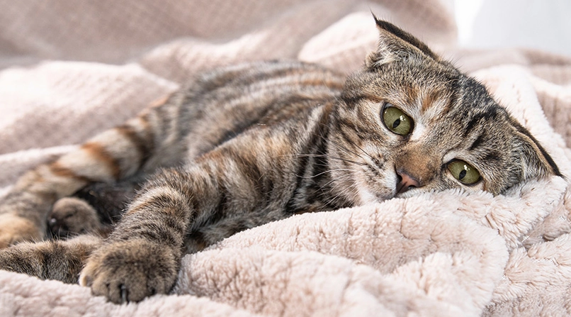 貓腎病原因深度解析：從飲食到老化，獸醫教你如何預防與應對