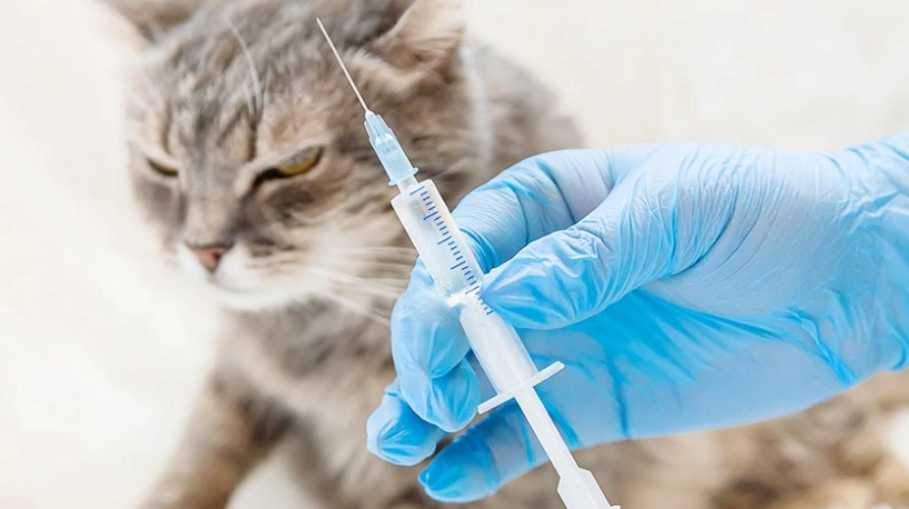 貓咪疫苗推薦