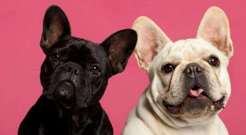 法鬥巴哥差別全解析：外觀、性格、健康與飼養終極比較