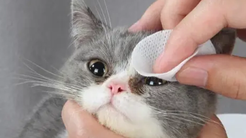 貓咪眼睛發炎眼藥水選購、使用與照護全指南