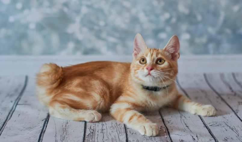 麒麟尾機率全解析：基因、計算與健康影響一次看懂