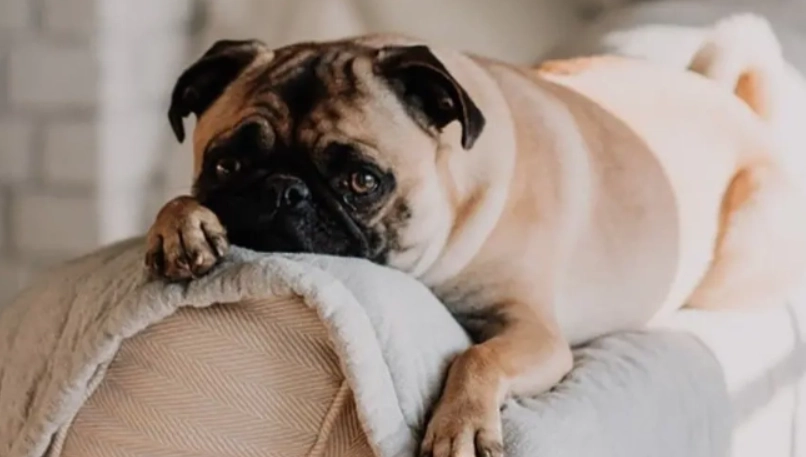 老狗臨終前症狀有哪些？完整解析與陪伴指南