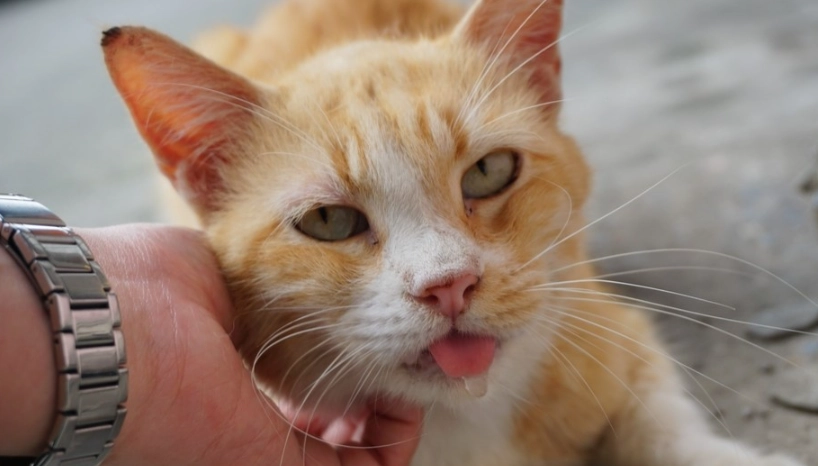 貓咪呼嚕流口水全解析：行為意義、健康警訊與實用指南