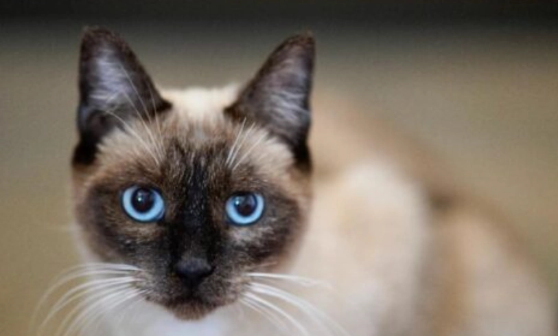 暹羅貓貓舍指南：挑選、照顧與常見問題全解析