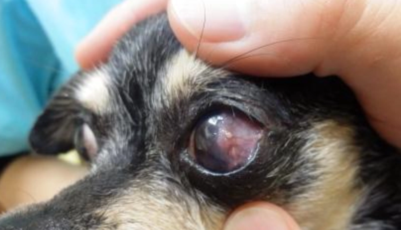 狗狗眼睛受傷治療