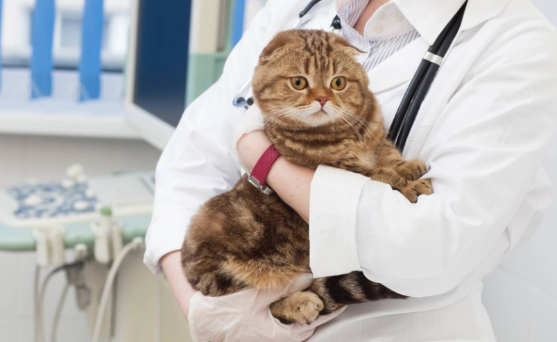 公貓結紮注意事項