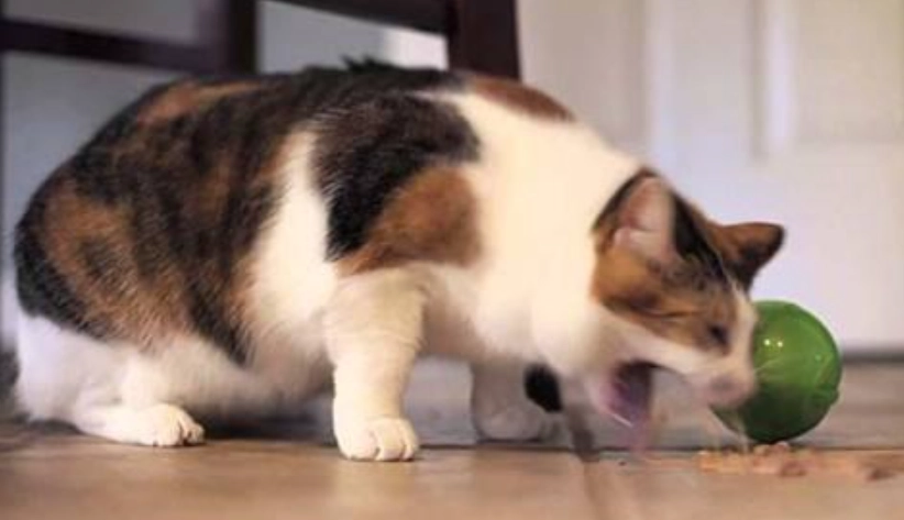 貓咪吐毛球聲音全解析：從辨識、應對到預防的完整指南