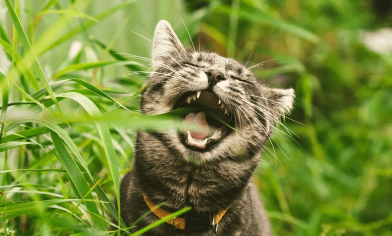 貓吐毛球怎麼辦