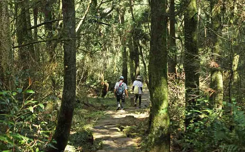台北森林步道推薦｜三條特色步道攻略，親子爬山與網美打卡一次滿足