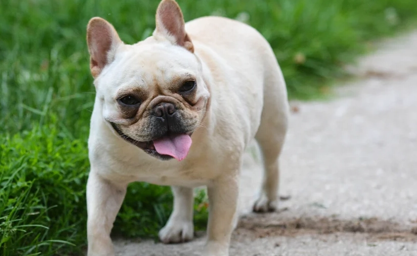 法鬥犬飼養費用
