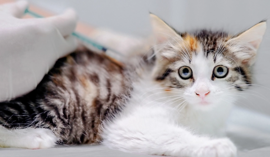 犬貓疫苗注射指南：獸醫教你一次搞懂核心與非核心疫苗