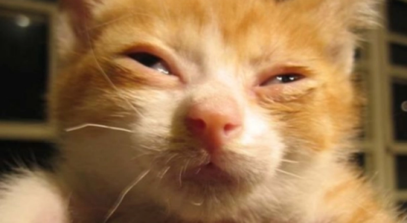 貓咪眼睛發炎多久會好？獸醫解析恢復時間與居家照護關鍵