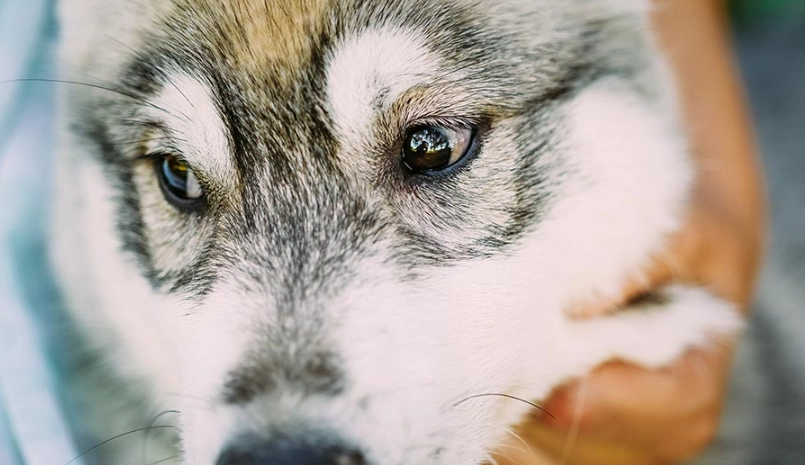 狗狗角膜潰瘍治療全指南：症狀診斷、藥物與居家護理步驟
