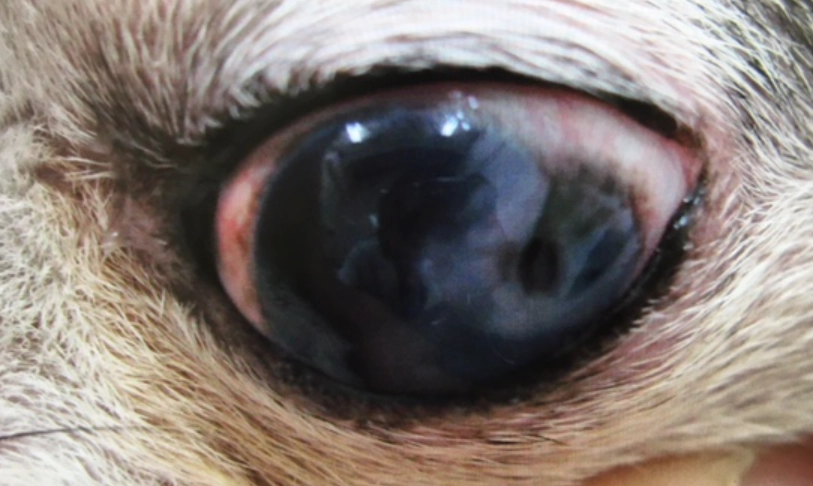 狗狗眼睛受傷治療