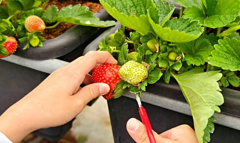 桃園採草莓農場