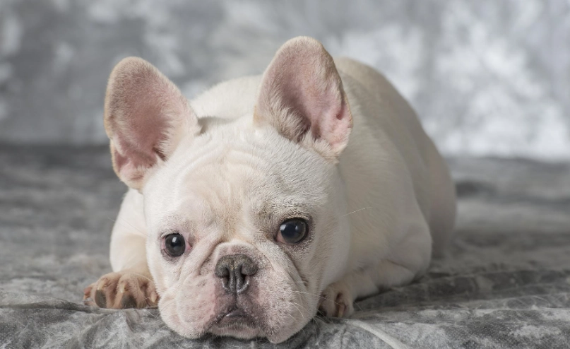 法國鬥牛犬壽命有多長？獸醫揭密影響法鬥壽命的關鍵因素與照護指南